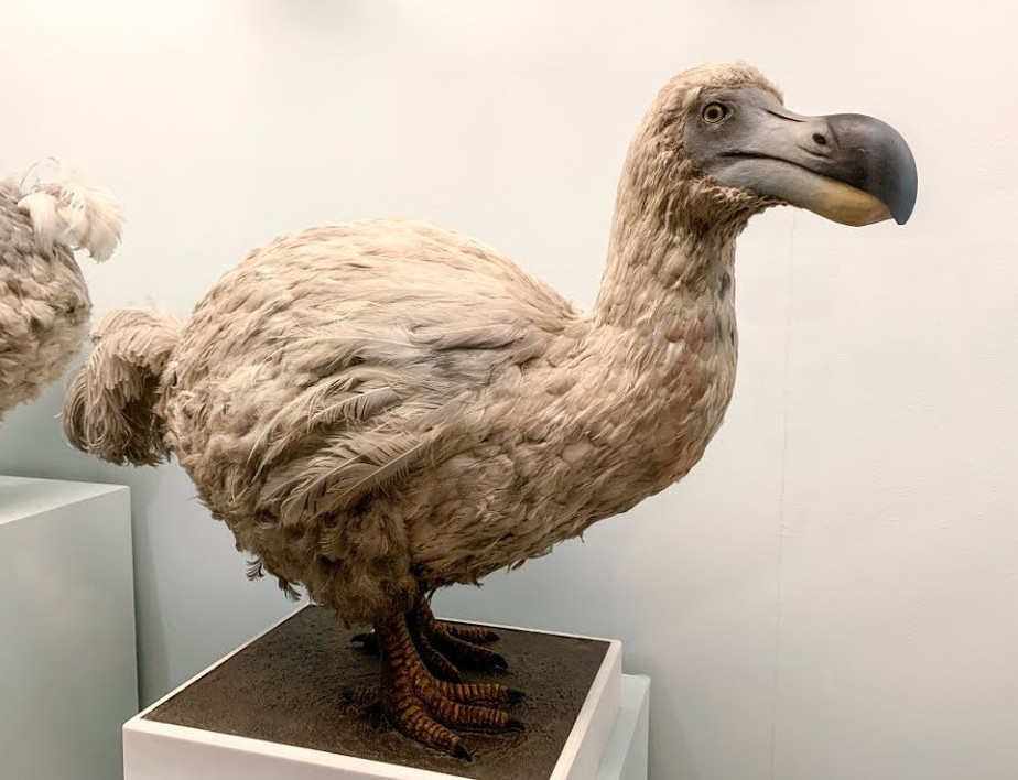 Joıylǵan  qusty tiriltpek