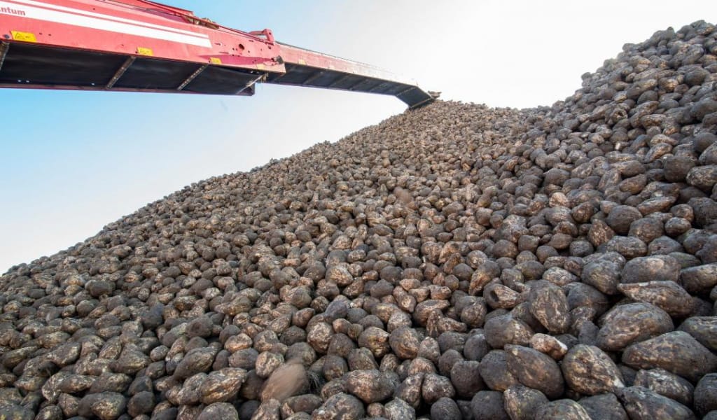 Qant zaýyttarynyń qarqyny