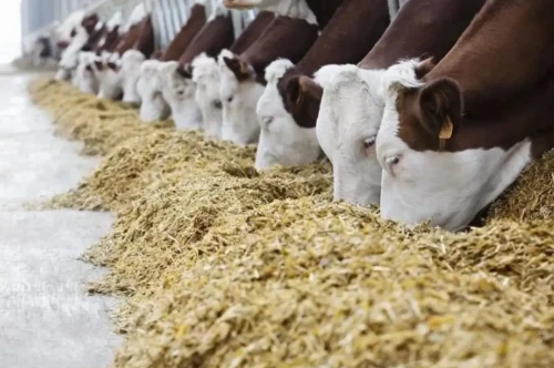 Qysqy maýsymǵa 31,1 mln tonna mal azyǵy daıyndaldy