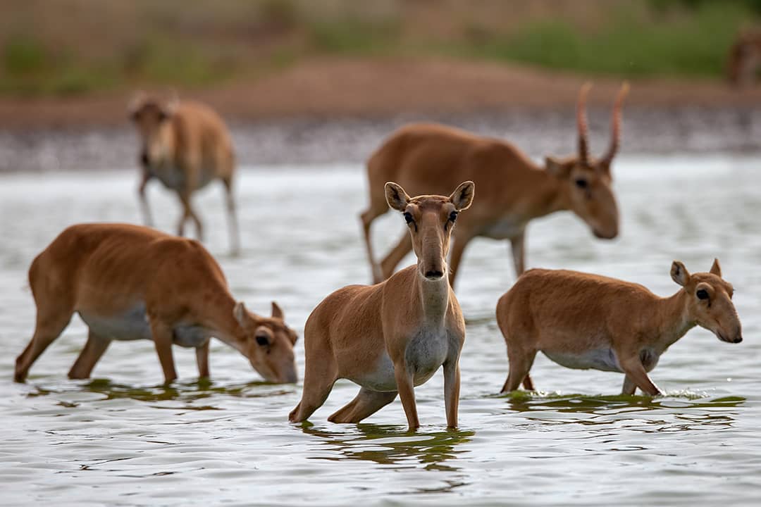 Kıiktiń jaıyn qazaqtardan úırenedi