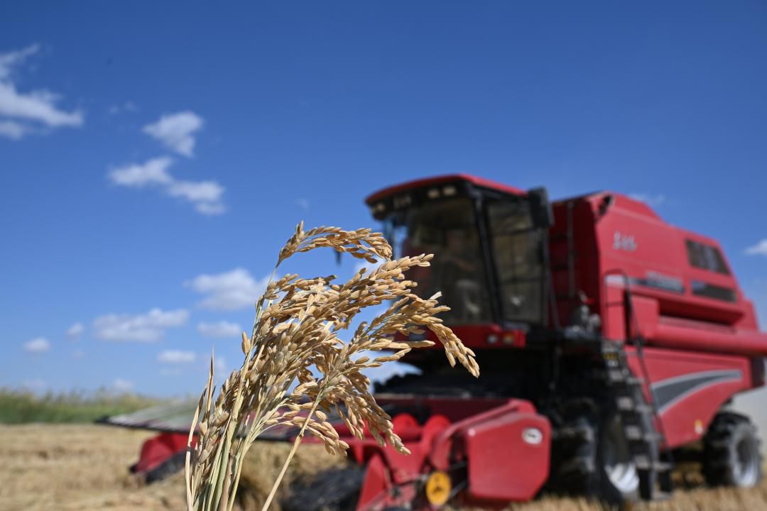 Jetisýda kúrish alqabyna oraq tústi