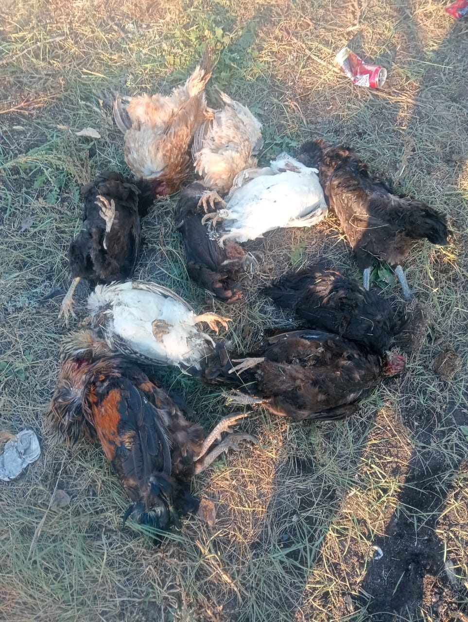 Pavlodarda belgisiz indetten 1,5 myńǵa jýyq úı qusy qyrylyp qaldy