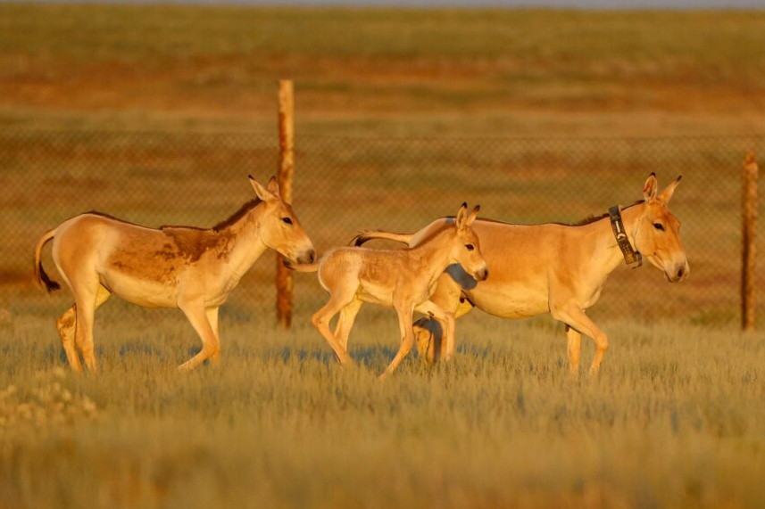 Qyzyl kitapqa engen qulandar tabıǵatqa jiberildi