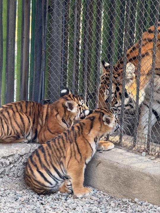 Amýr jolbarysy kúshiktedi