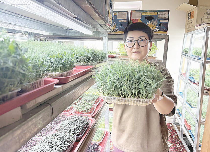 Mıkrojelekti tabys etken