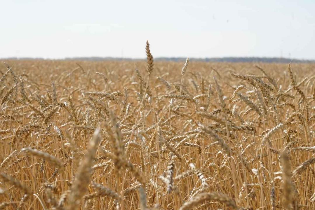 Elimizde bastyrylǵan astyq kólemi 20,8 mln tonnaǵa jetti