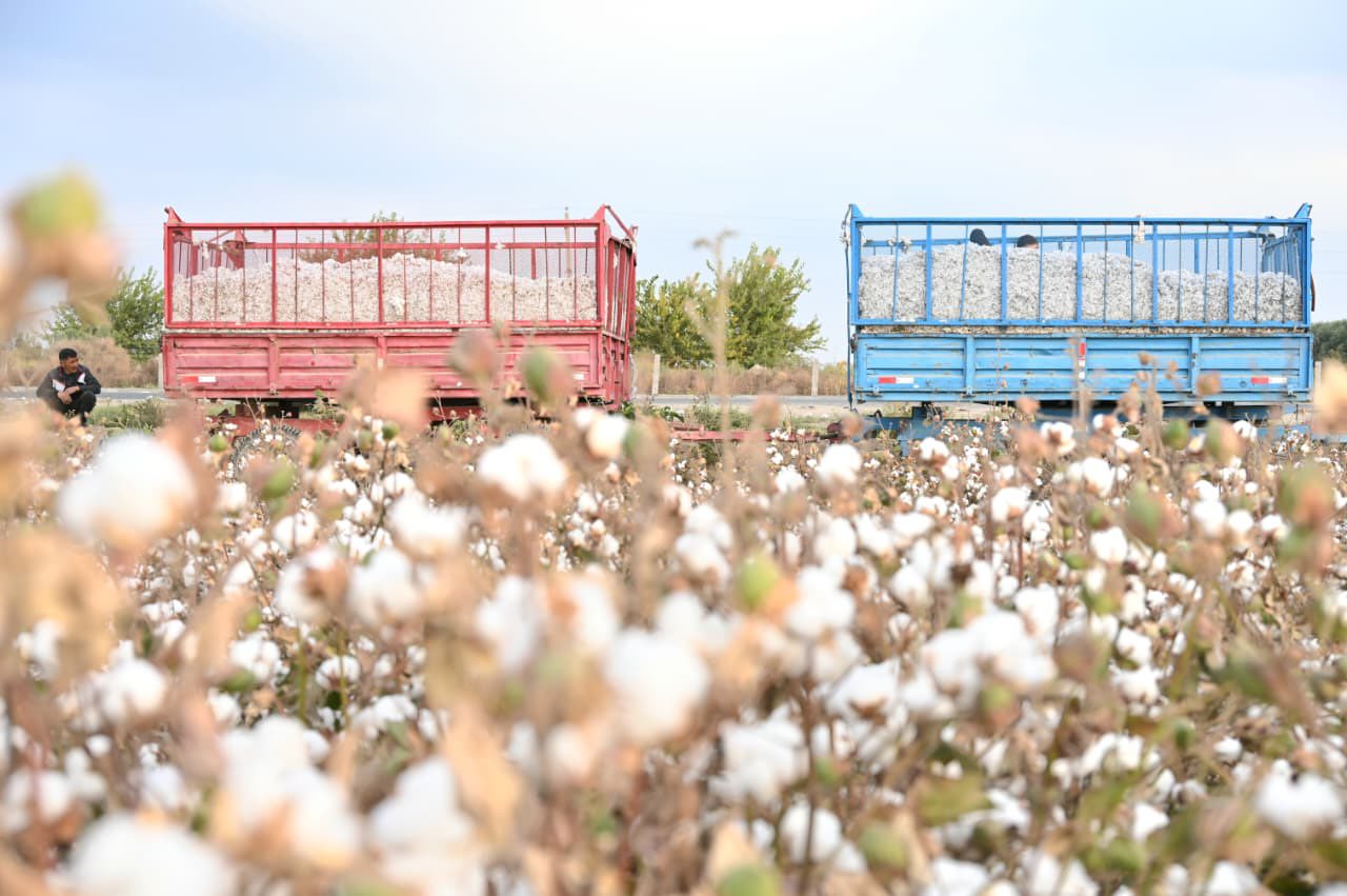 Jetisaıda 106 myń tonnadan astam maqta jınaldy