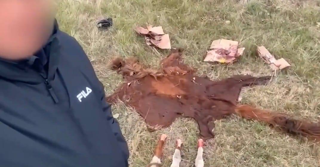 Elorda mańynda mal urlyǵy oqıǵasy áshkerelendi