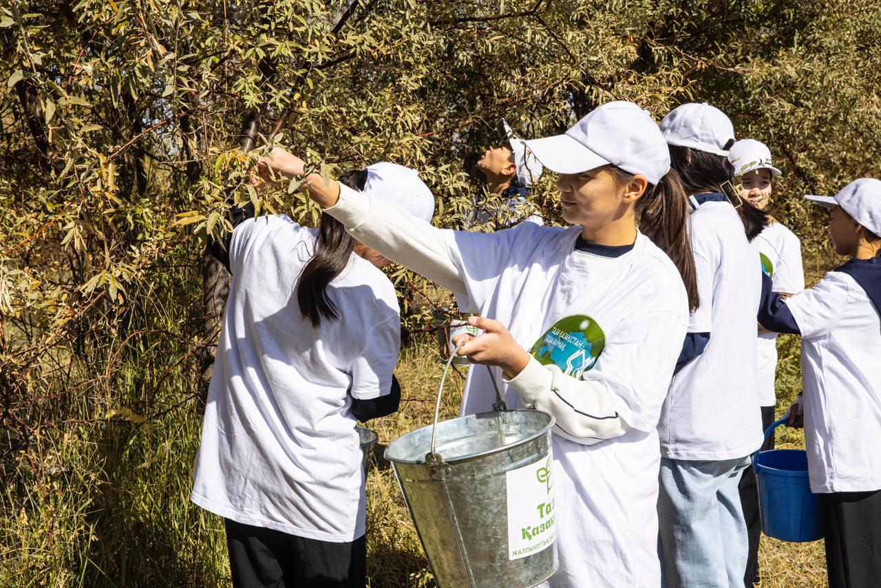 Jıde men shyrsha tuqymy jınaldy