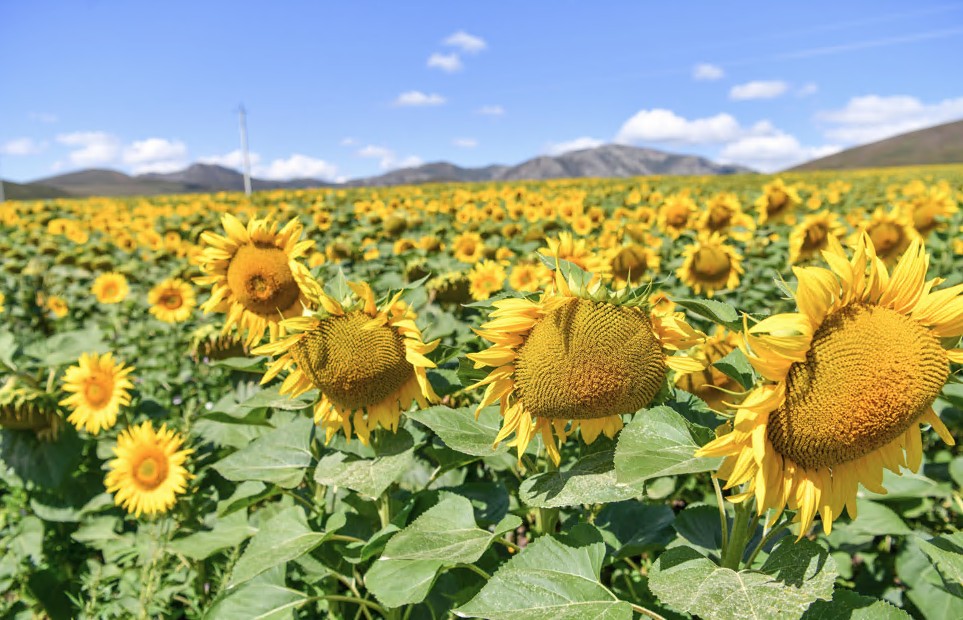 Jeńildetilgen nesıe kólemi ulǵaıdy