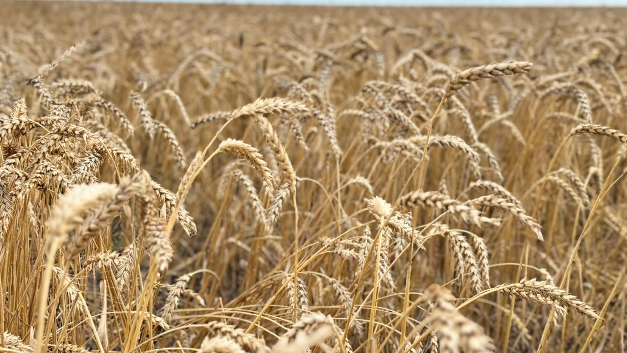 Elimizde 24,6 mln tonna astyq bastyryldy