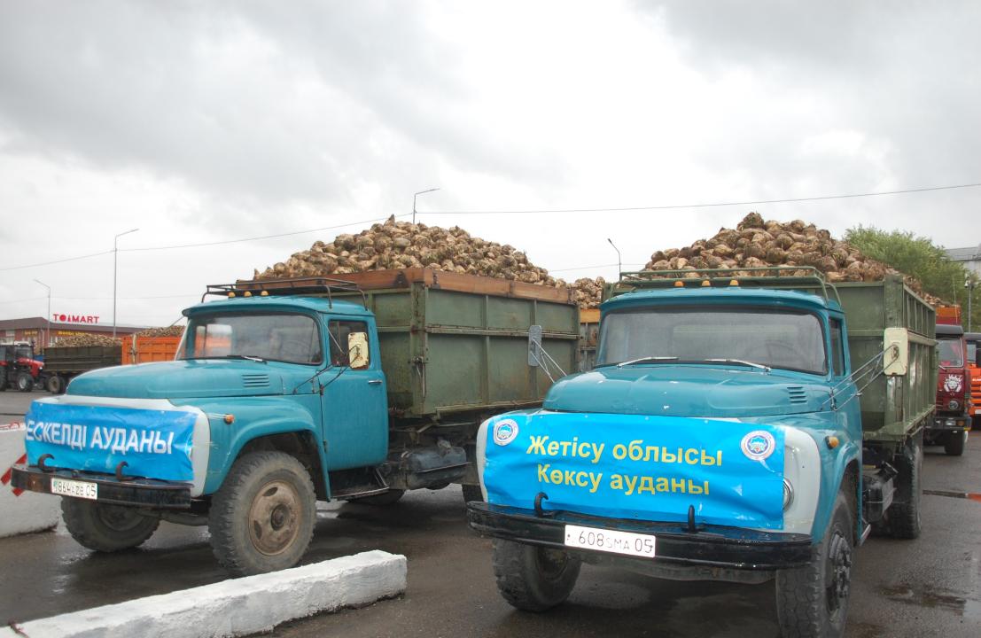 Qant qyzylshasyn qabyldaý bastaldy