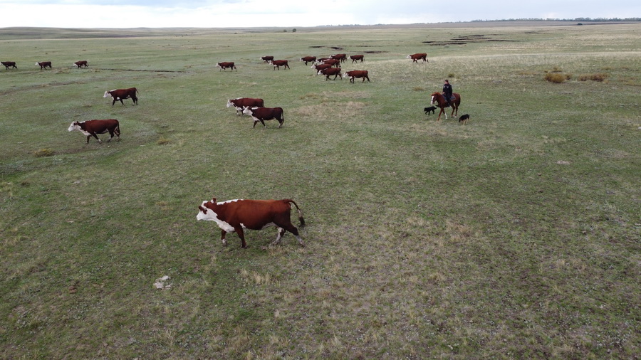 Qýańshylyq qysyp, kóterem mal kóbeıdi