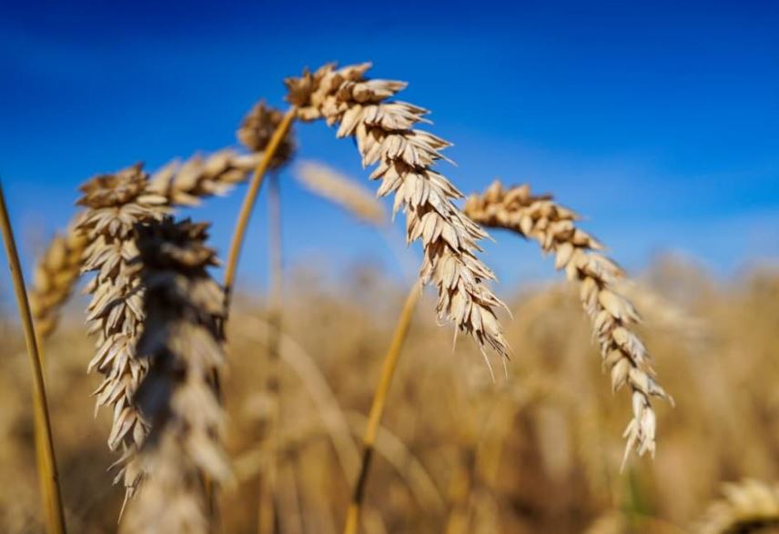 Elimizde 25,9 mln tonna astyq bastyryldy