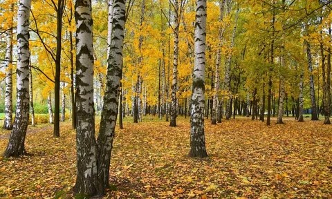 Qaraýsyz qalǵan orman ıesin tabady