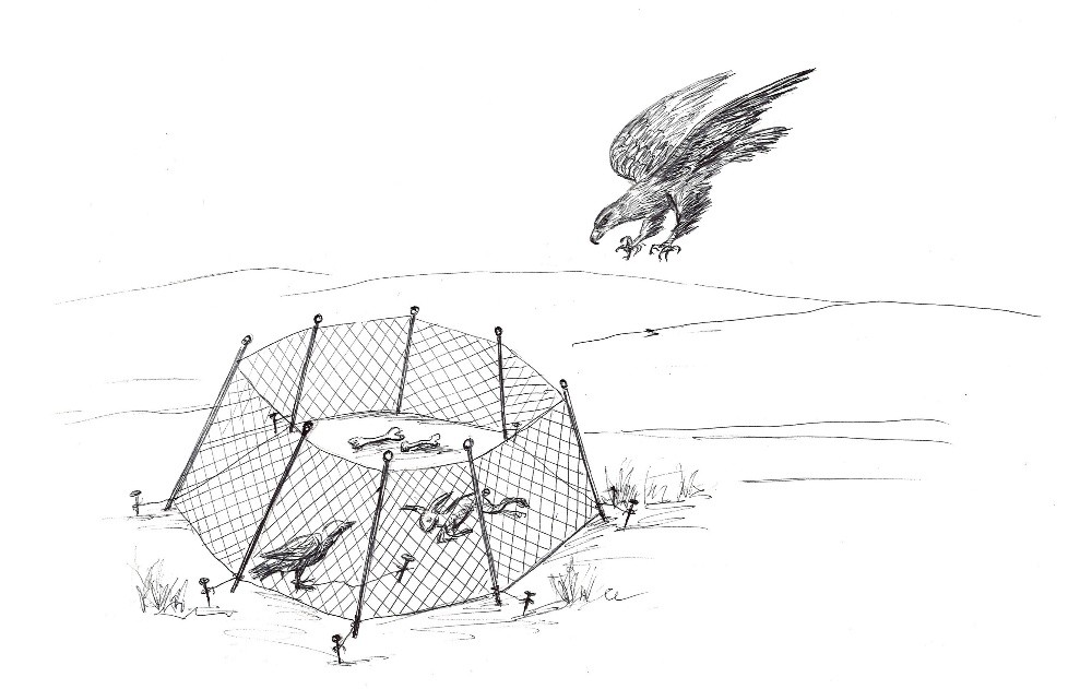 Tor quryp búrkit ustaý