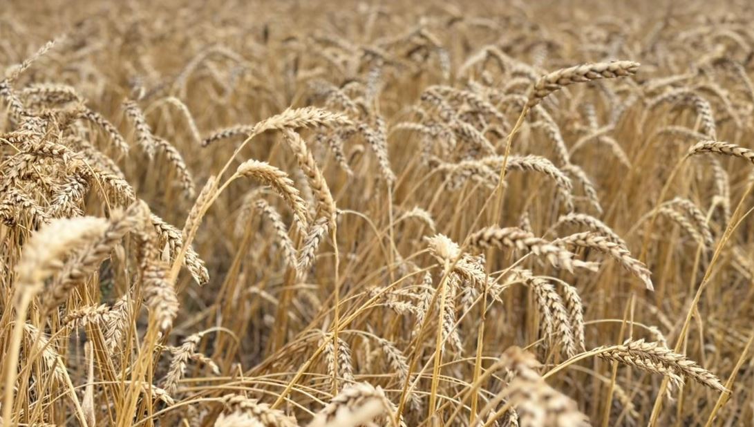 Elde jalpy 26,3 mln tonna astyq jınaldy