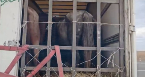 BQO-da 50-ge jýyq maldy urlaǵan qylmystyq top qolǵa tústi