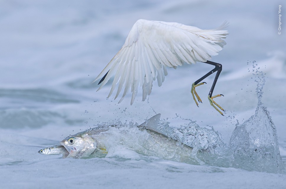 Úlgergen julyp alady