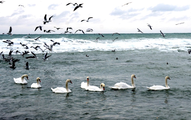 Kaspııdiń ekojúıesi alańdatady