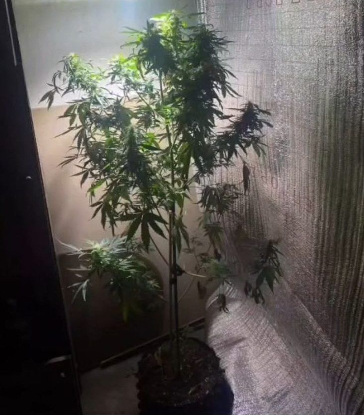 Shahtınskide jasyryn esirtki ósiretin laborotorııa tabyldy