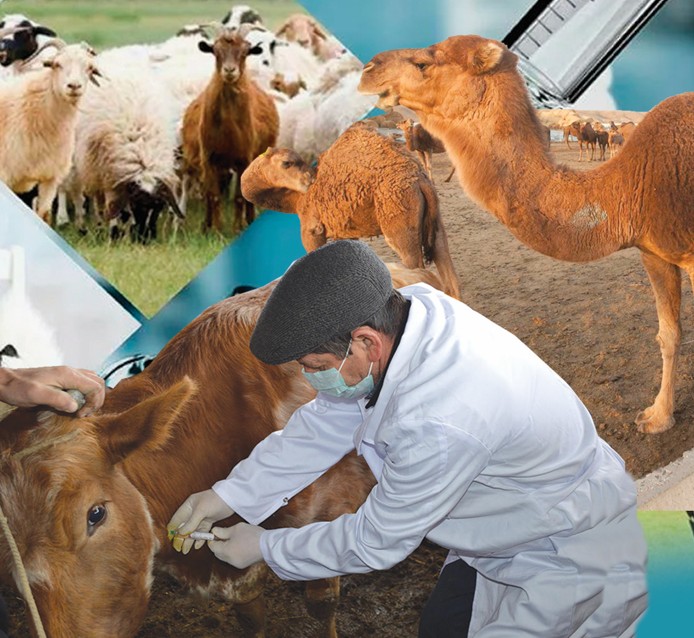 Mal dárigerine de mártebe kerek