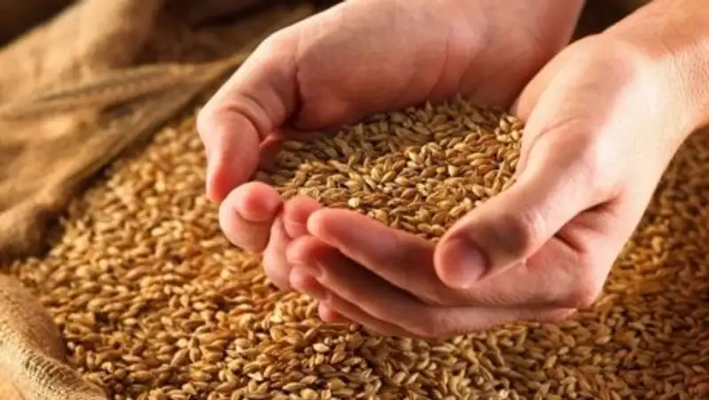 Bıyl 20 mln tonnadan astam bıdaı jınaldy