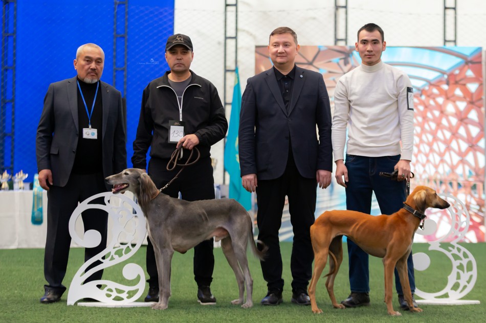 Taza qandy tazylar irikteldi