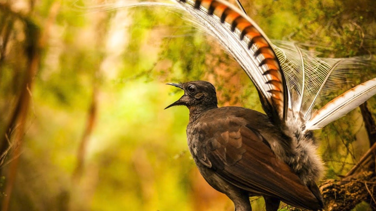 Ormandaǵy parodıst