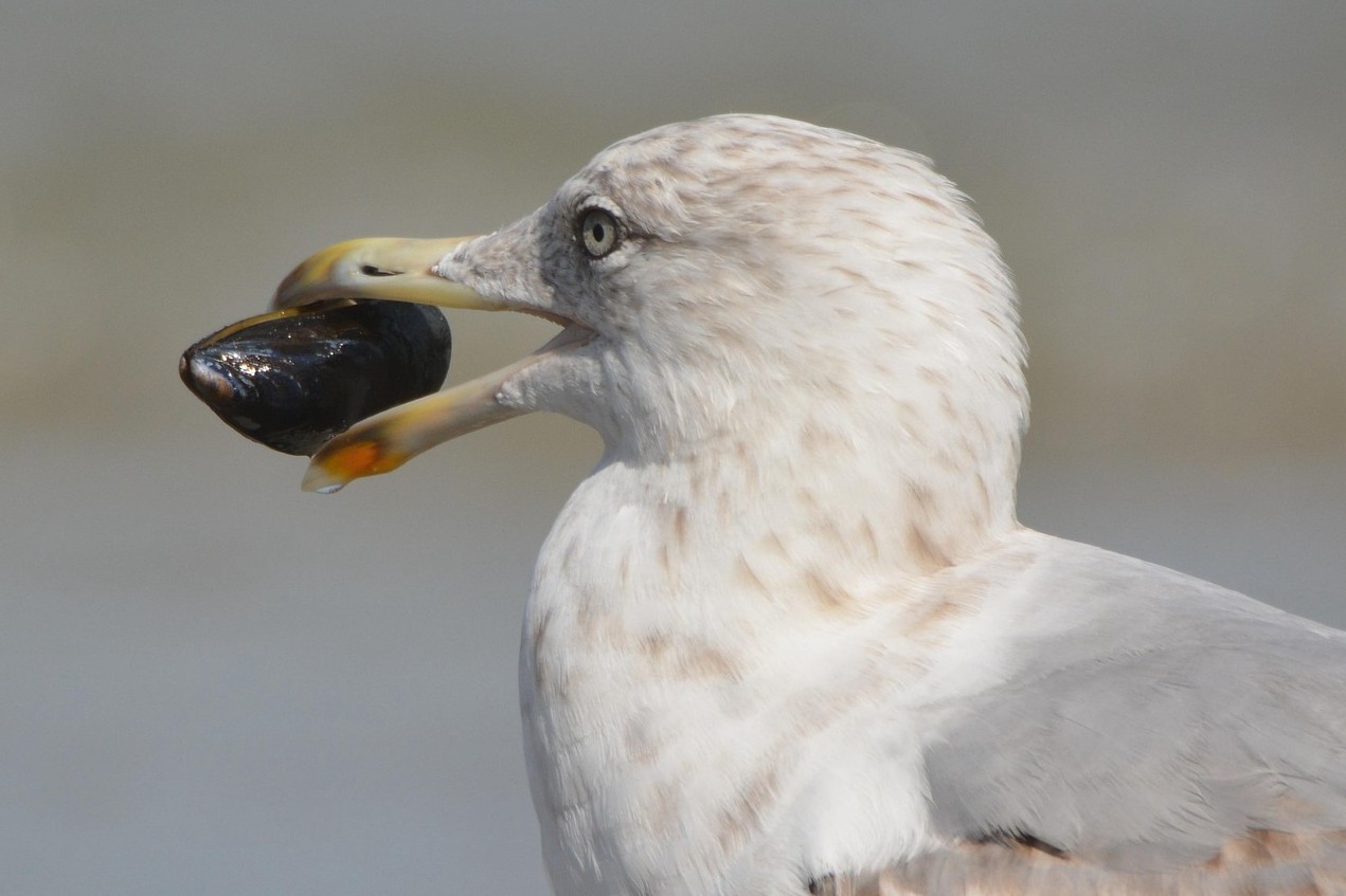 Qustar nege tas jutady?