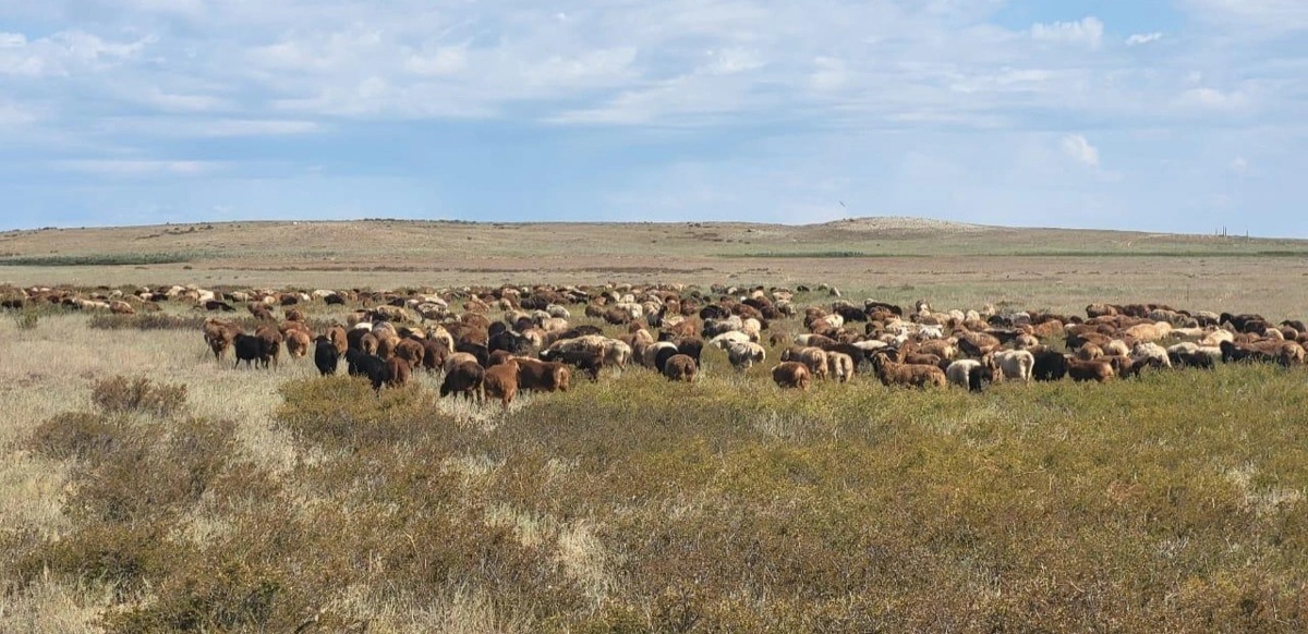 Qoı tuqymyn asyldandyrý qolǵa alyndy