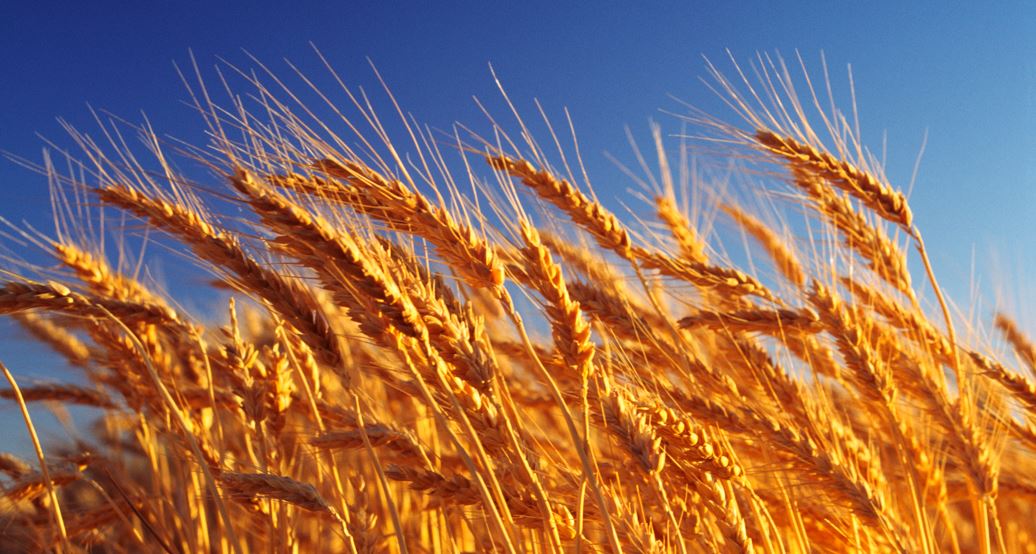 Astyq eksporty artqan