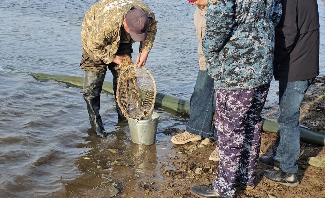 Sileti ózenine balyq jiberildi