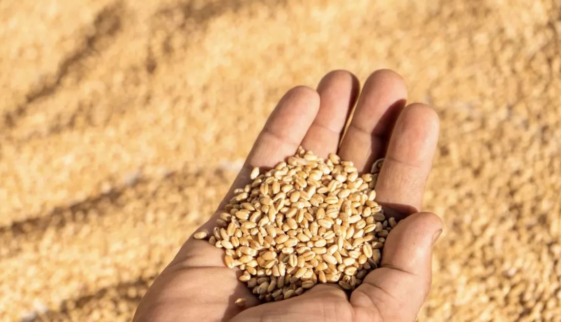 Dándi daqyldardy jınaý naýqany qalaı ótti: Mınıstr málimdeme jasady