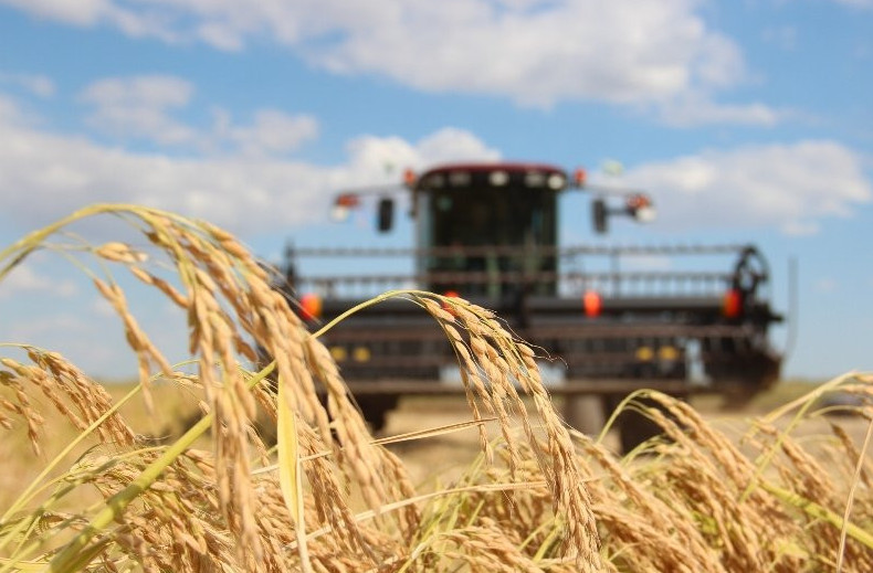 Aýyl sharýashylyǵy daqyldarynan rekordtyq ónim jınaldy