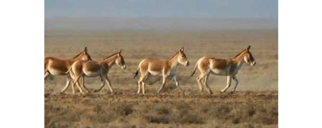 Qulandardyń sany qanshaǵa jetti?