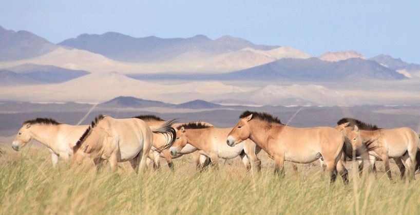 Qazaq dalasyna kansha Prjevalskıı jylqysy jetkizildi?