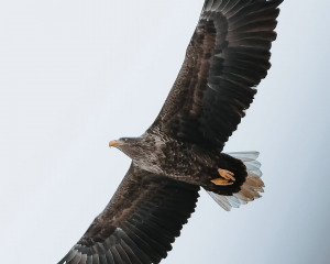 Qustardyń qımylyn qalt jibermeıdi