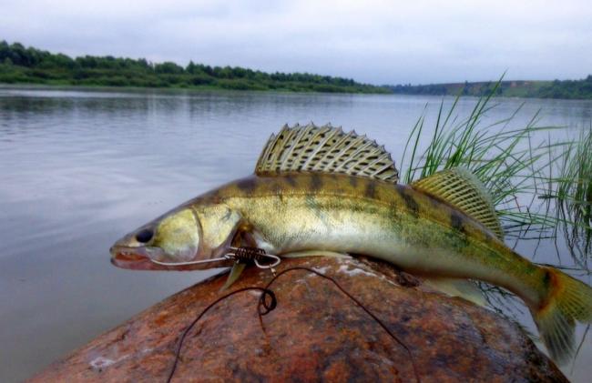 75 tonnadan astam balyq Eýropaǵa zańsyz eksporttalǵan