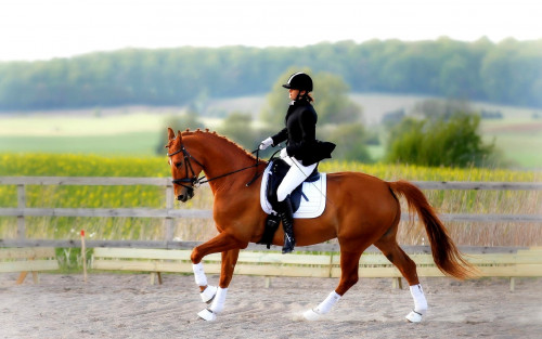 2026 jyly Qazaqstanda FEI halyqaralyq at sporty jarystary ótedi