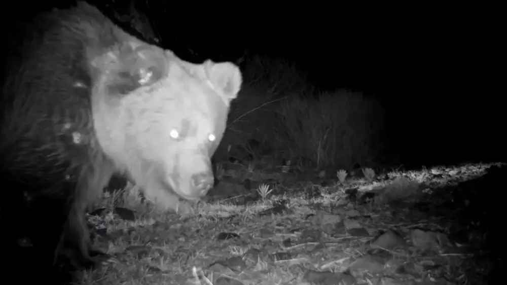 Jetisý aýmaǵynda sırek kezdesetin jyrtqysh fototuzaqqa túsip qalǵan