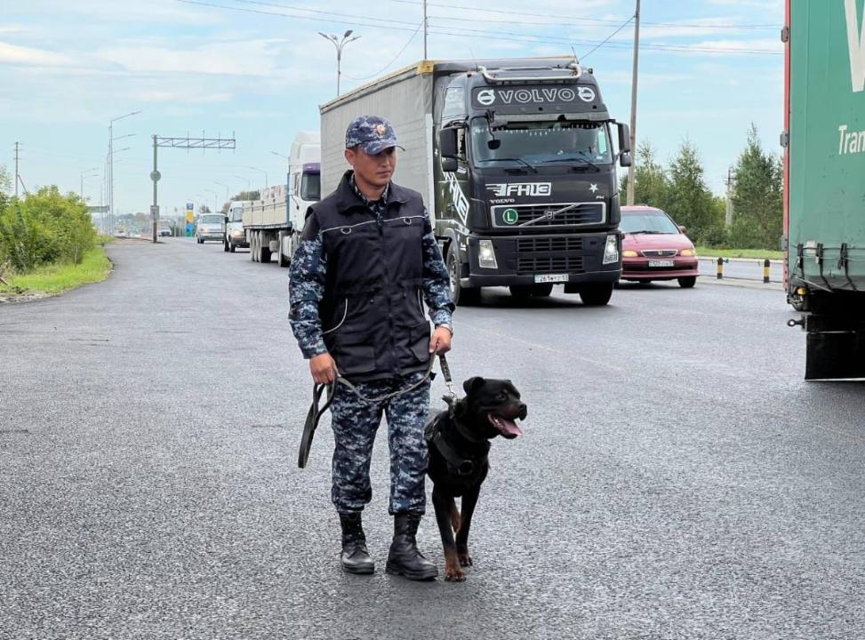 Astanada qyzmettik ıt avtokólikten esirtki taýyp aldy