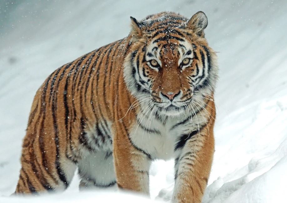 Qazaqstanǵa amýr jolbarystary ákelinetin boldy