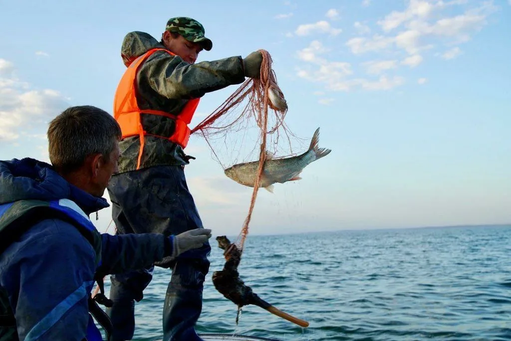 Mańǵystaýda bıyl 70 tonna balyq ósirilip jatyr
