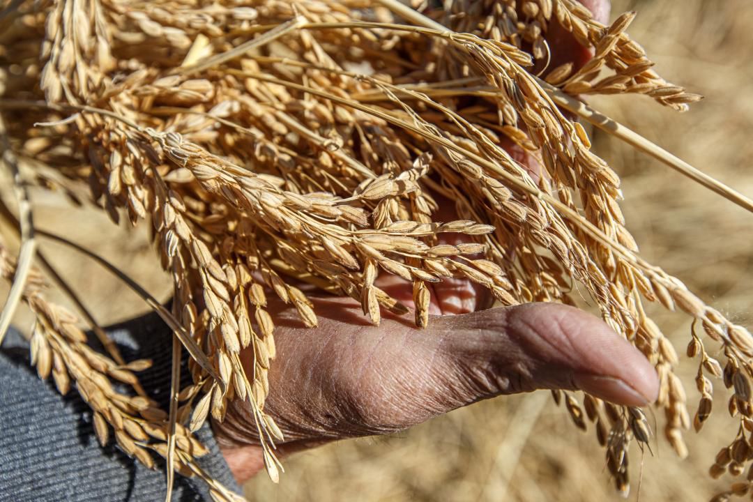 Jetisýda agrarlyq sektor qarqyndy damýda