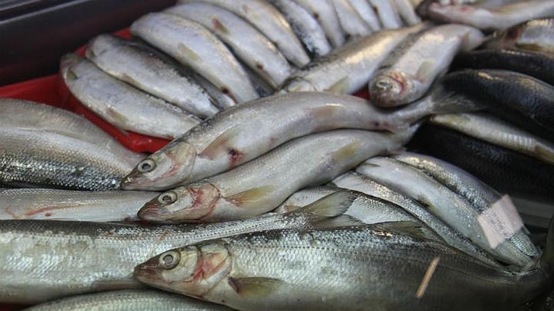 Qyzylordada brakonerlikke qatysty 105 quqyq buzýshylyqty anyqtady