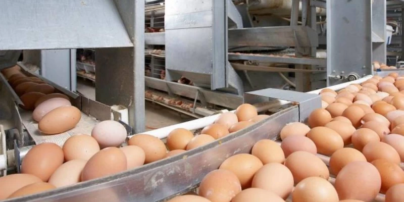 Reseıden zańsyz ákelingen taýyq jumyrtqalary anyqtalǵan