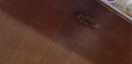 Almatyda taraqandar órip júrgen balabaqsha jabyldy