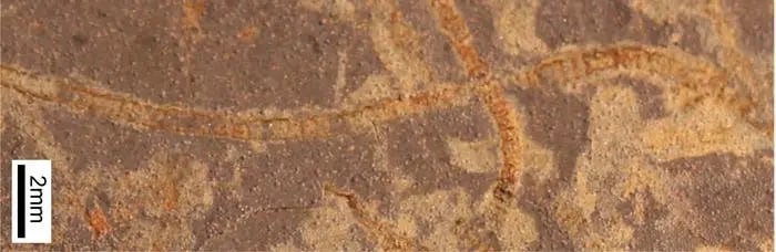 Ejelgi tirshilik belgisin tapty