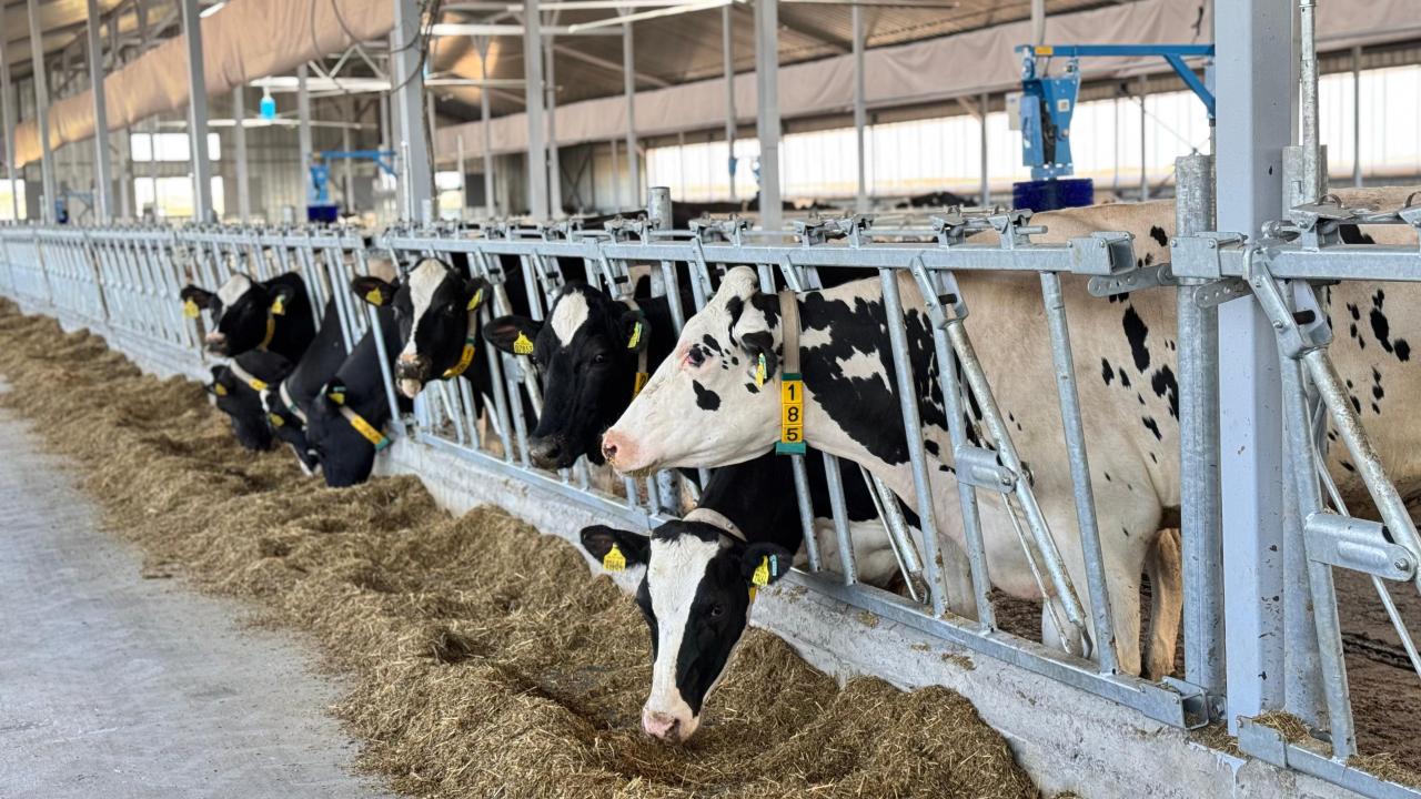 Qoımaǵa 40 mln tonna mal azyǵy jınaldy